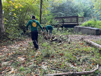 Understanding Insurance Policy Coverage and Exclusions for Tree Services